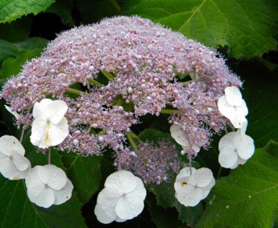 Характеристики и описание шершавой гортензии