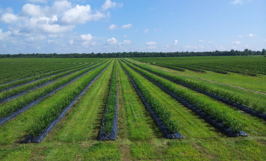 Плантація чорниці Плантація чорниці