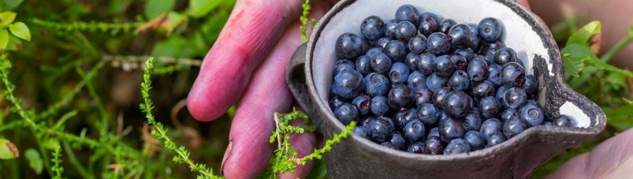 Вирощування журавлини: як бізнес, як заробити на журавлинній фермі