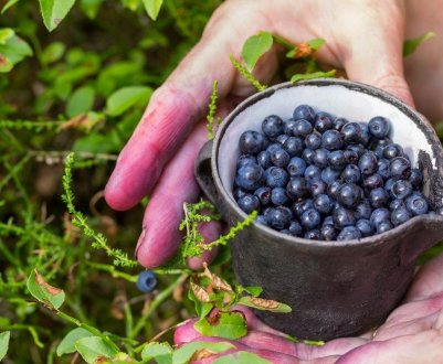 Вирощування журавлини: як бізнес, як заробити на журавлинній фермі
