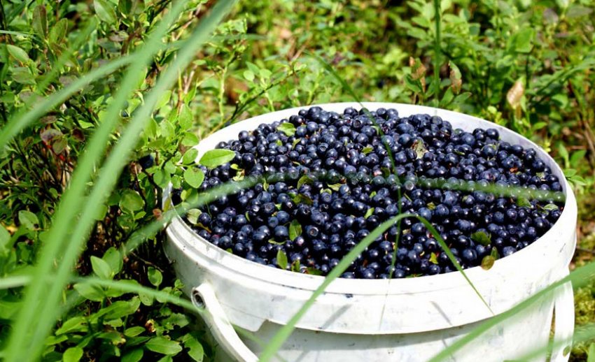 Врожай чорниці Врожай чорниці