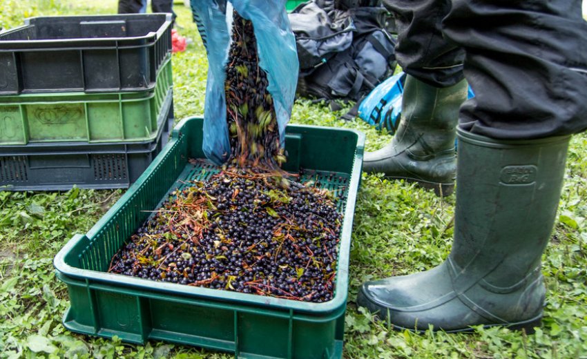 Збір ягід чорниці Збір ягід чорниці