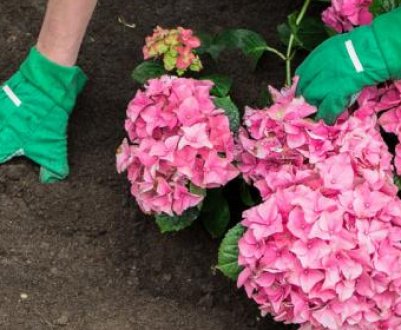 Який ґрунт потрібен для посадки гортензії садової?