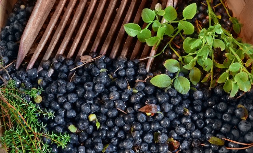 Ягоди чорниці Ягоди чорниці