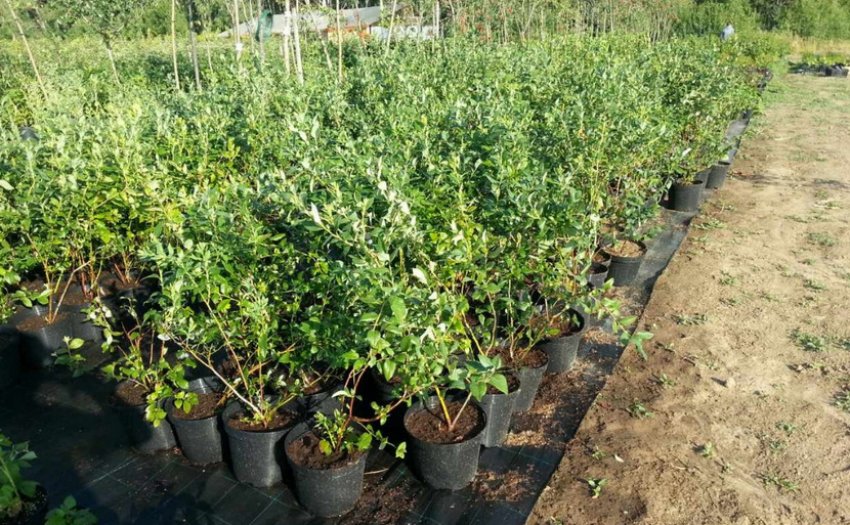 Саджанці чорники Саджанці чорники