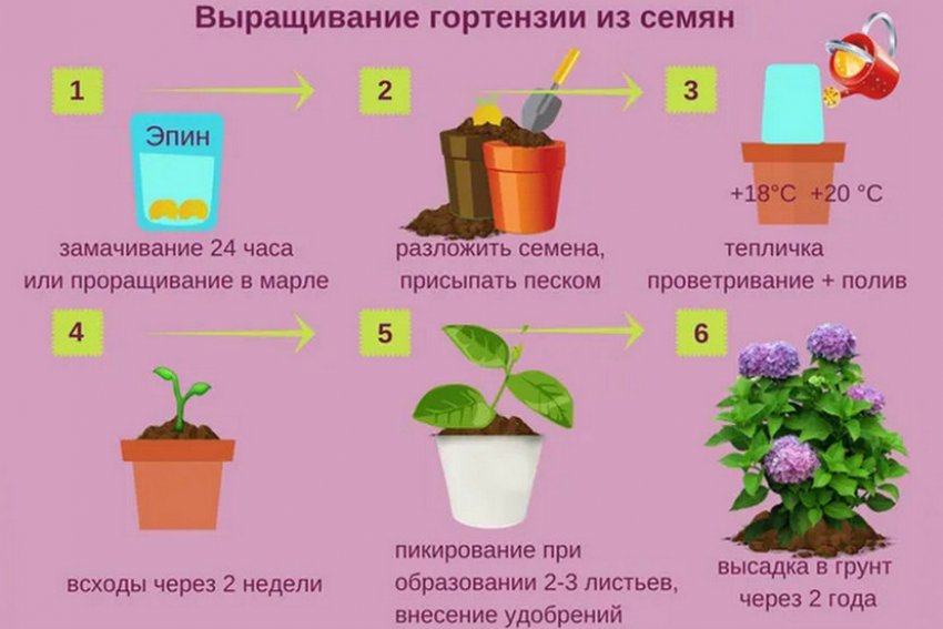 Выращивание гортензий из семян Выращивание гортензий из семян