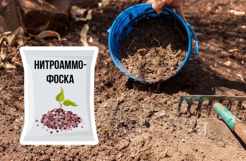 какая почва подходит для гортензии. Смотреть фото какая почва подходит для гортензии. Смотреть картинку какая почва подходит для гортензии. Картинка про какая почва подходит для гортензии. Фото какая почва подходит для гортензии