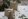 Гортензия крупнолистная посадка и уход в открытом грунте на урале фото thumbnail