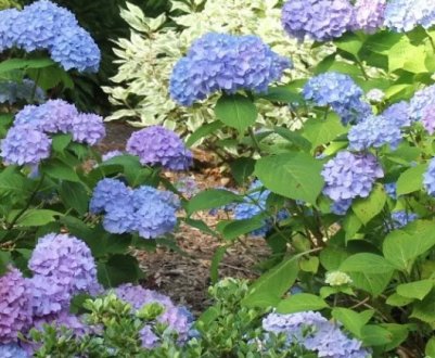 Гортензія на Уралі: підходящі сорти, секрети вирощування, посадки та догляду