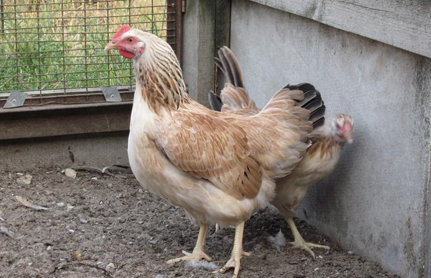 Кури загорська лососева