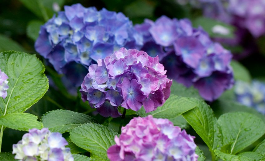 Гортензія трав'яниста Гортензія трав'яниста