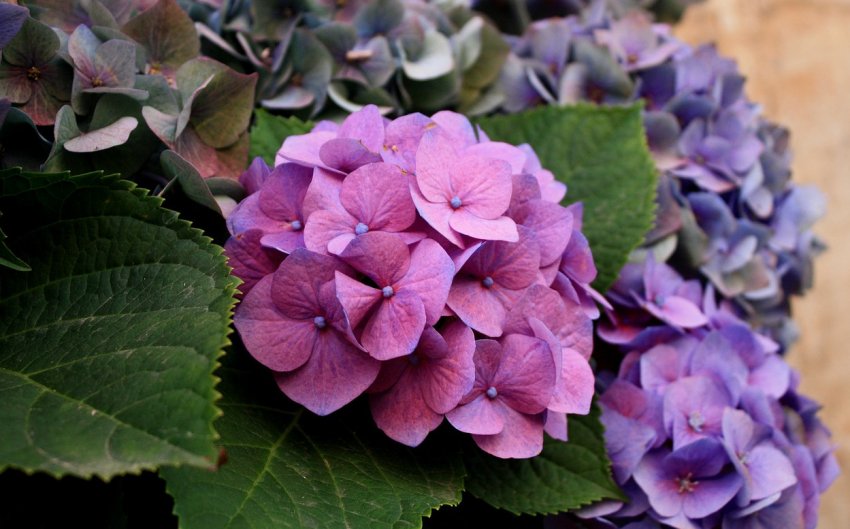 Гортензія трав'яниста Гортензія трав'яниста