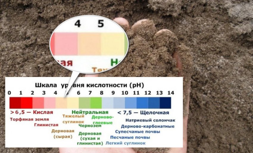 Ґрунт для вирощування чорниці Ґрунт для вирощування чорниці