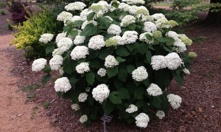 Гортензія деревоподібна Гортензія деревоподібна