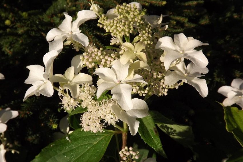 Гортензія метелічаста Грейт Стар Гортензія метелічаста Грейт Стар