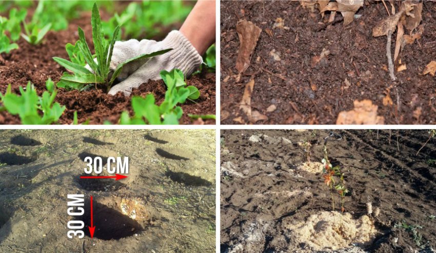 Створення штучного грунту для черники Створення штучного грунту для черники