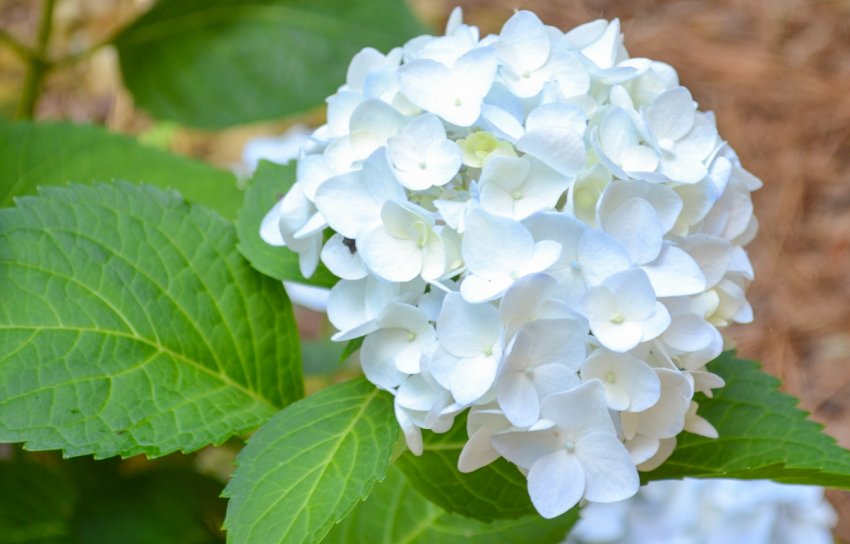 Гортензія великолиста Blashing Bride Гортензія великолиста Blashing Bride