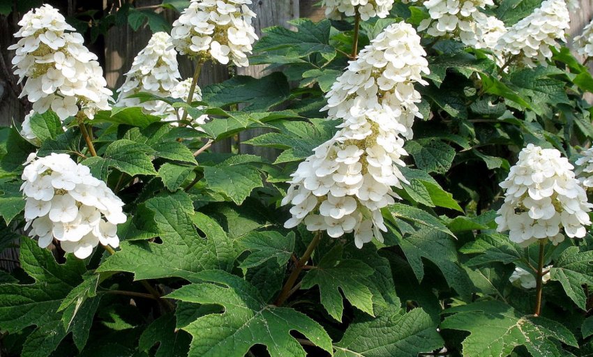 Гортензія дуболистна Гортензія дуболистна