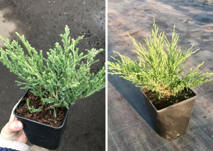 Садженці можжевельника Садженці можжевельника