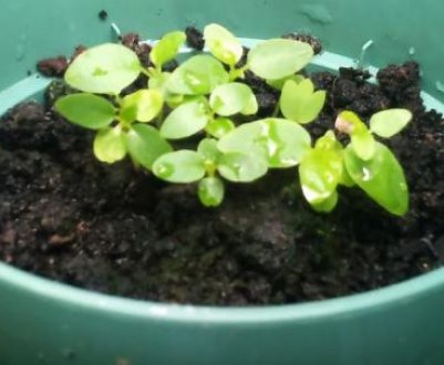 Як виростити гортензію з насіння