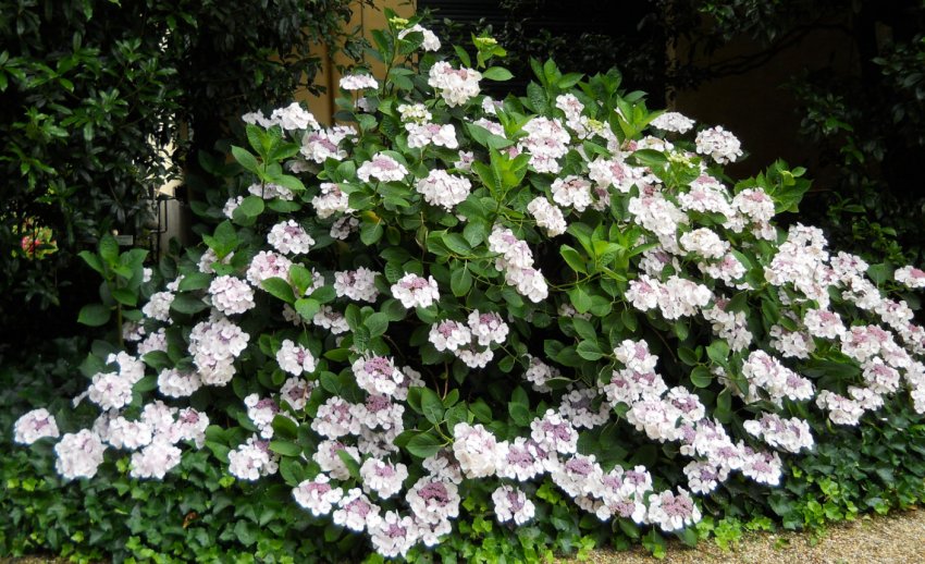 Гортензія ґрунтопокривна Гортензія ґрунтопокривна