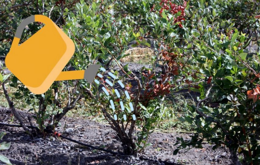 Полив черники Полив черники