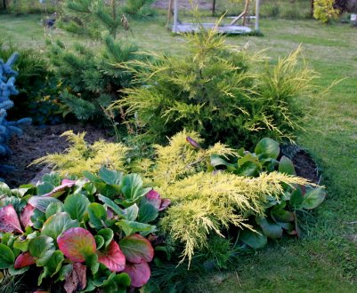 Сочетания можжевельника с растениями в саду