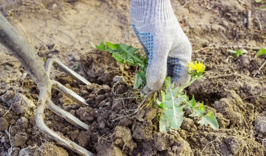 Прополка бур'яну Прополка бур'яну