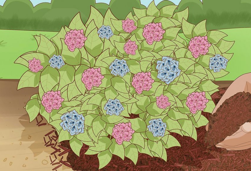 Мульчування гортензії Мульчування гортензії