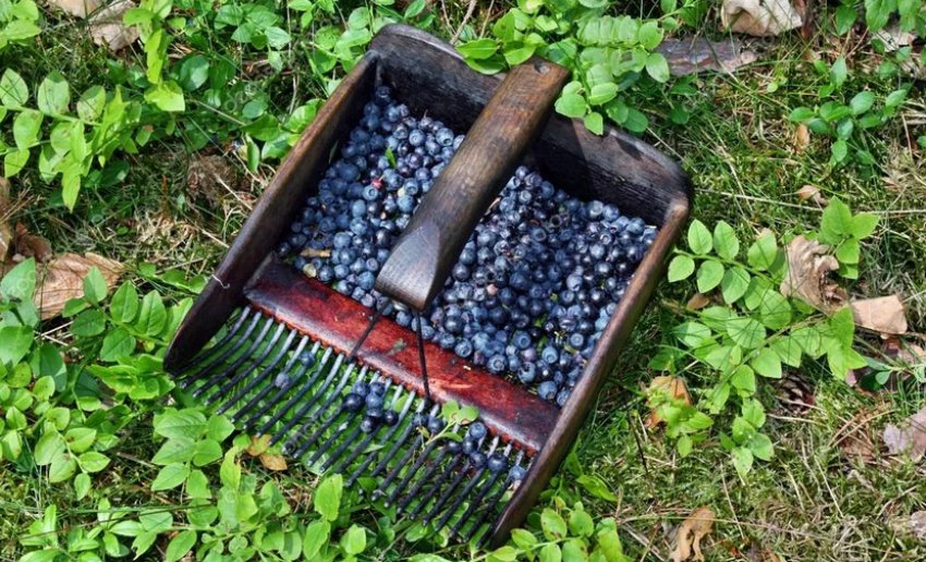 Збір чорники гребінкою Збір чорники гребінкою