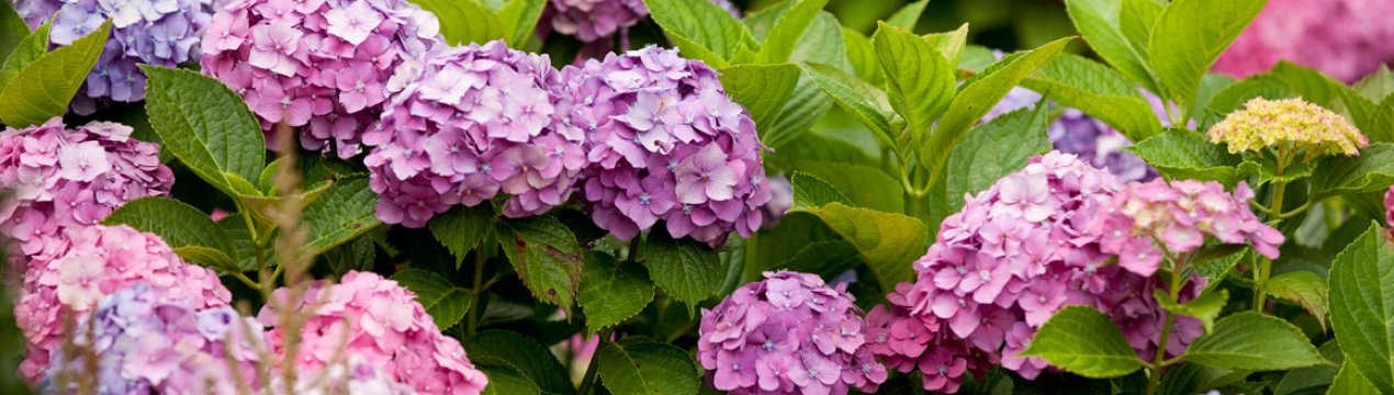 Опис, посадка та догляд за гортензією трав'янистою