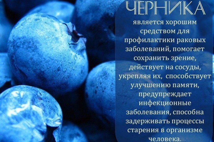 Користь від чорниці Користь від чорниці