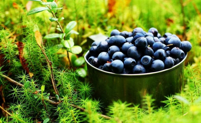 Ягоди чорники Ягоди чорники