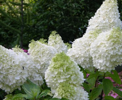 Гортензія метеличаста: посадка і догляд в відкритому ґрунті