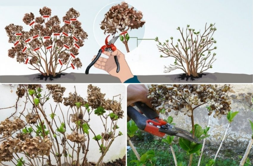 Обрізка гортензії