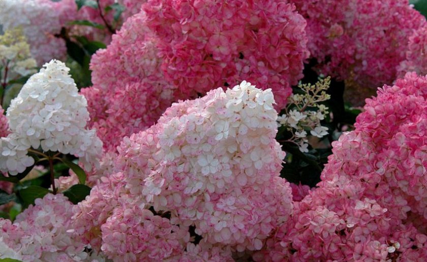 Розовый окрас метельчатой гортензии
