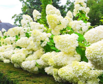 Гортензія кохана: висадження та догляд за квіткою в Сибіру