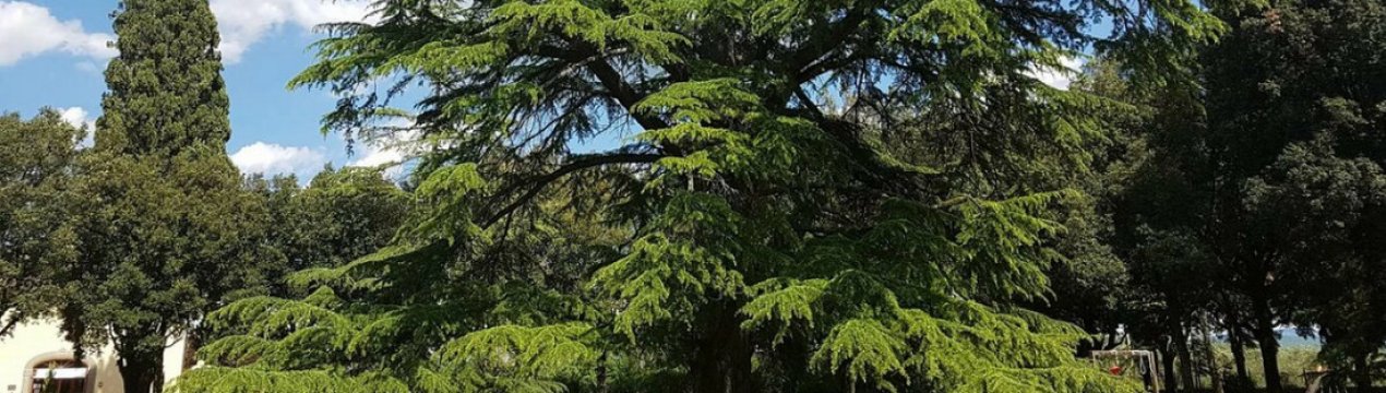 Як обрізати та формувати кедр