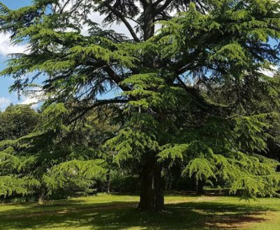 Як обрізати та формувати кедр