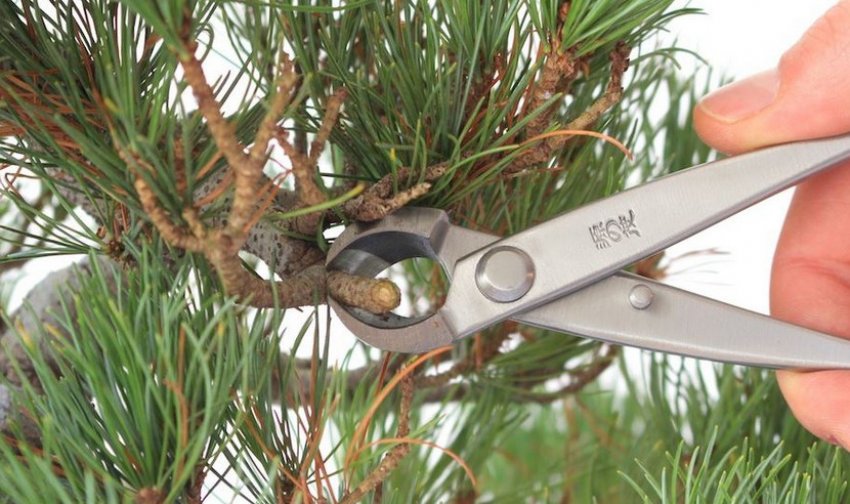 Обрізка гілок