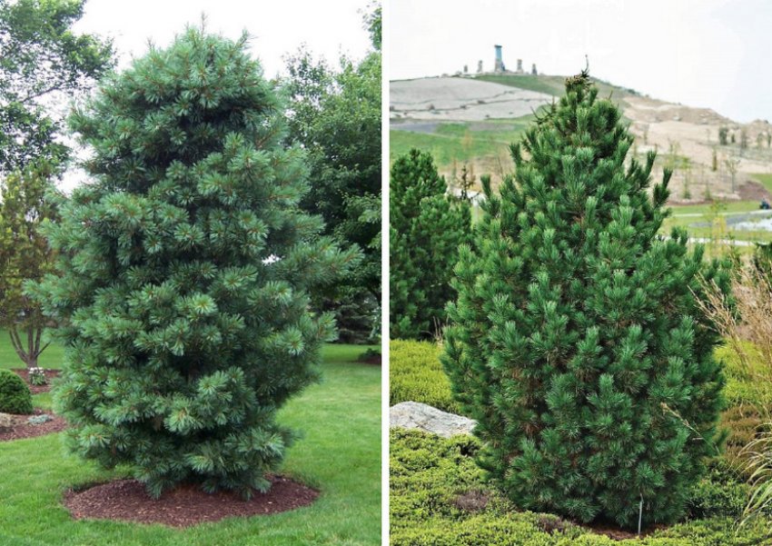 Красиві кедри