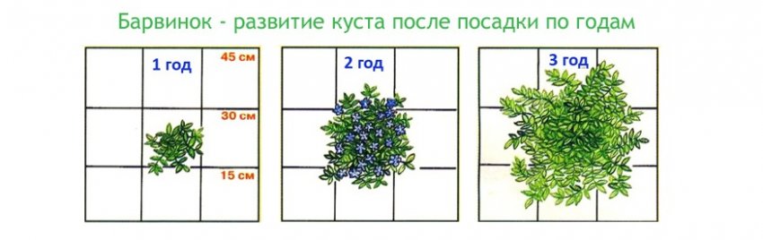 Стадії росту плюща
