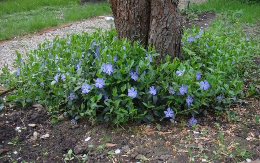 Барвінок під деревом