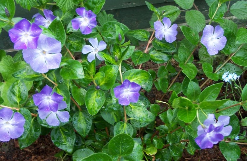 Полив плюща