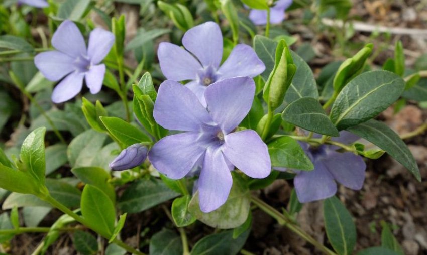 Вирощування плюща