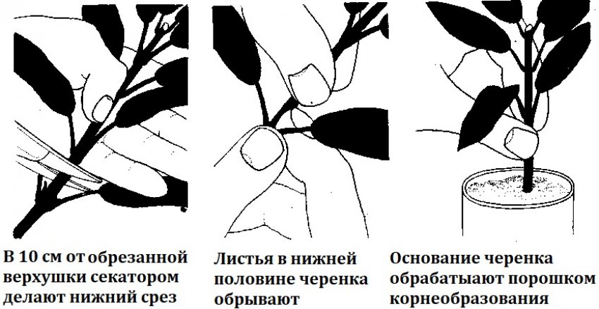 Укорінення черенків плюща