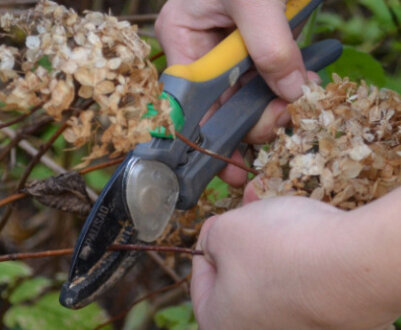 Підтримка гортензії в різний час