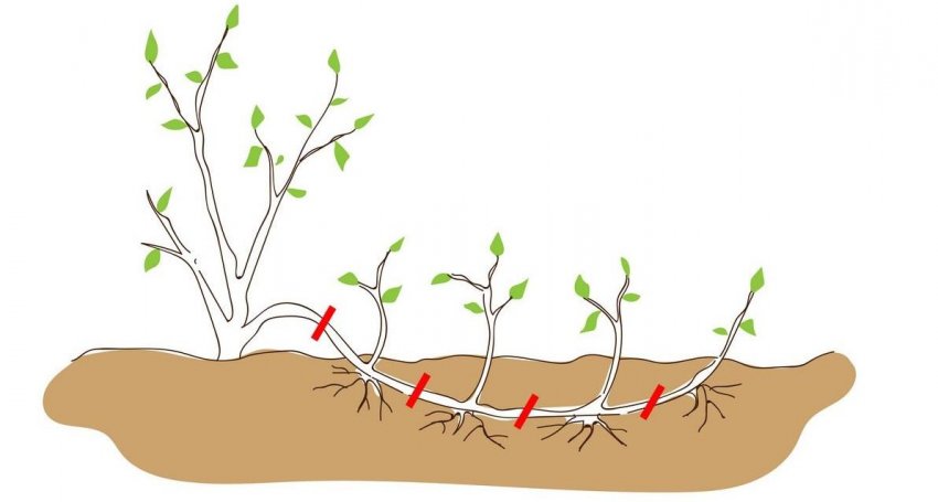 Пагони з відводки для пересадки