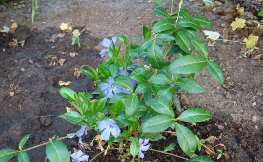 Розділений саджанець плюща