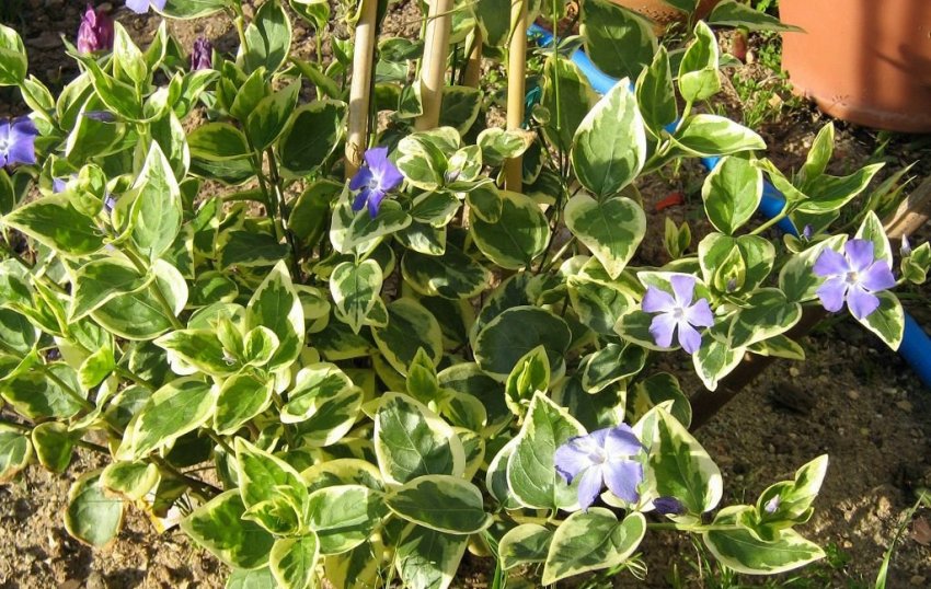 Кущ барвінка